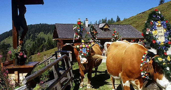 Bauern Kuhabtrieb Großarl